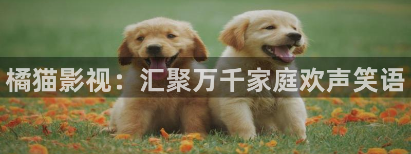 草莓影院福利：橘猫影视：汇聚万千家庭欢声笑语